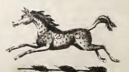 ANIMAL_0174